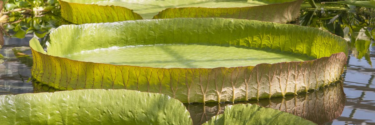 Pflanze im botanischen Garten Basel