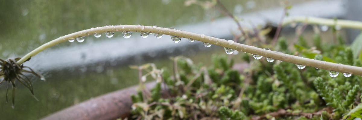 Regentropfen an Löwenzahnstengel