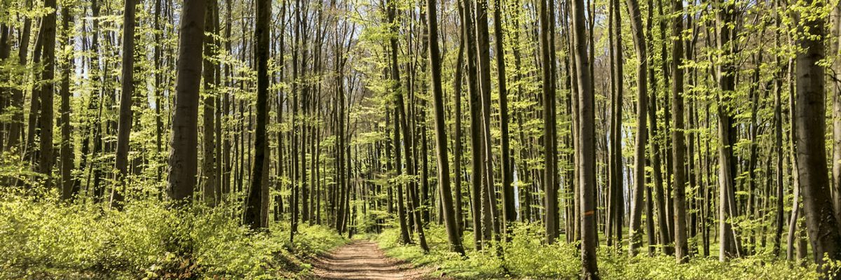 Wald bei Rührberg